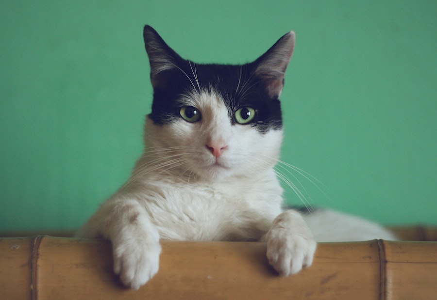Chat noir et blanc élégant - ChatCocooning